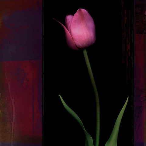 Red Tulip II Black Modern Wood Framed Art Print with Double Matting by Filler, Rick