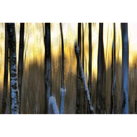 The Forest at Dawn Gold Ornate Wood Framed Art Print with Double Matting by Pelkey, Marvin