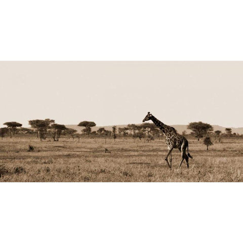 Serengeti Horizons II Gold Ornate Wood Framed Art Print with Double Matting by Maihara/Watt, Jeff/Boyce