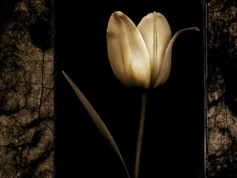 White Tulipa I Black Ornate Wood Framed Art Print with Double Matting by Filler, Rick