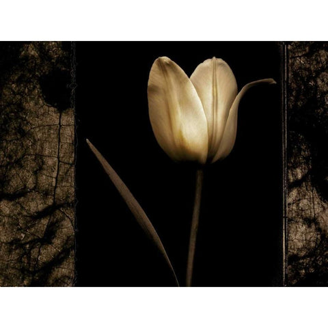 White Tulipa I Gold Ornate Wood Framed Art Print with Double Matting by Filler, Rick