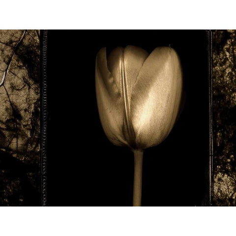 White Tulipa II Black Modern Wood Framed Art Print with Double Matting by Filler, Rick