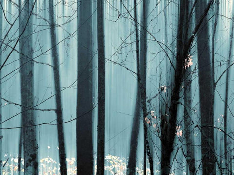 Spring Mist II White Modern Wood Framed Art Print with Double Matting by Pelkey, Marvin
