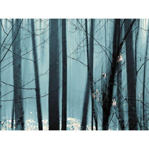 Spring Mist II White Modern Wood Framed Art Print by Pelkey, Marvin