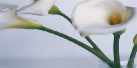 Springplicity I White Modern Wood Framed Art Print with Double Matting by Ryan, Cinzia