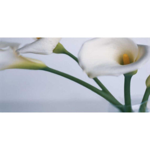 Springplicity I Black Modern Wood Framed Art Print by Ryan, Cinzia