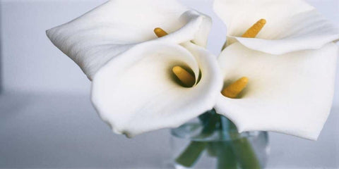 Springplicity II White Modern Wood Framed Art Print with Double Matting by Ryan, Cinzia