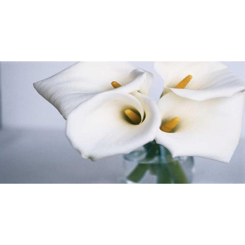 Springplicity II Black Modern Wood Framed Art Print by Ryan, Cinzia