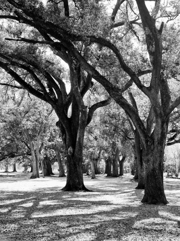 Oak Tree Study Black Ornate Wood Framed Art Print with Double Matting by Maihara/Watt, Jeff/Boyce