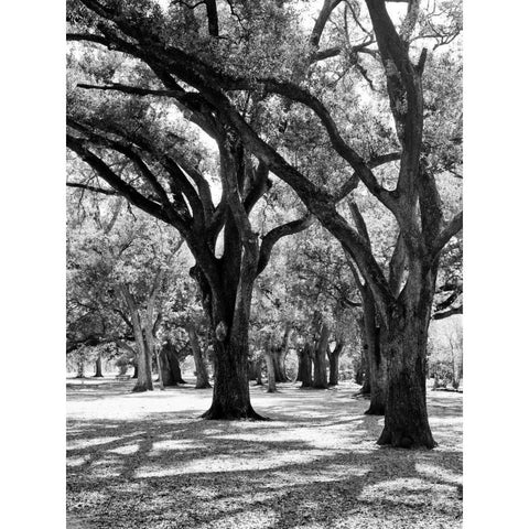 Oak Tree Study White Modern Wood Framed Art Print by Maihara/Watt, Jeff/Boyce