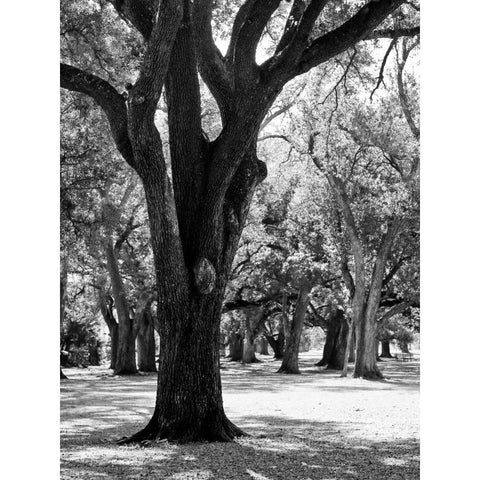 Oak Tree Study Gold Ornate Wood Framed Art Print with Double Matting by Maihara/Watt, Jeff/Boyce