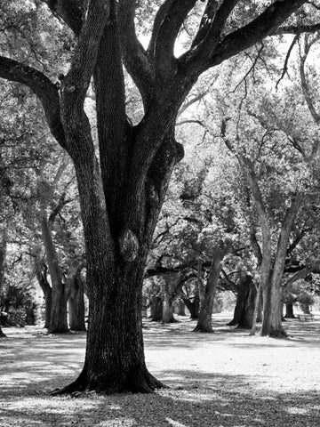 Oak Tree Study Black Ornate Wood Framed Art Print with Double Matting by Maihara/Watt, Jeff/Boyce