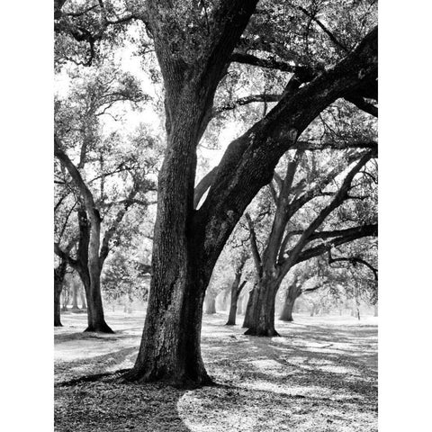 Oak Tree Study White Modern Wood Framed Art Print by Maihara/Watt, Jeff/Boyce
