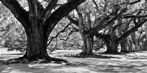 Majestic Oaks I Black Ornate Wood Framed Art Print with Double Matting by Maihara, Jeff
