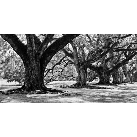 Majestic Oaks I Gold Ornate Wood Framed Art Print with Double Matting by Maihara, Jeff