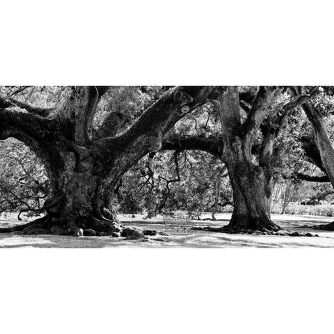 Majestic Oaks II White Modern Wood Framed Art Print by Maihara, Jeff