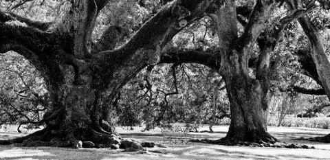 Majestic Oaks II White Modern Wood Framed Art Print with Double Matting by Maihara, Jeff