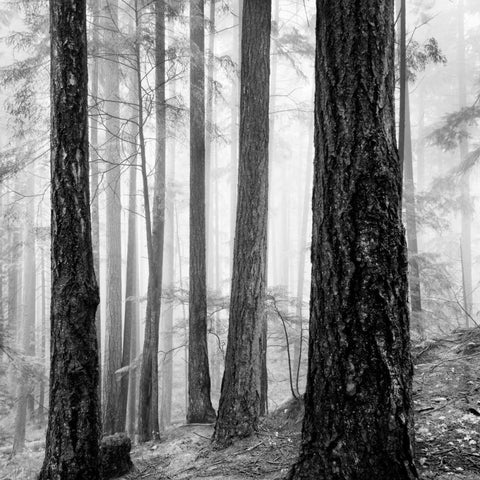 Capilano Forest Black Modern Wood Framed Art Print with Double Matting by LSH