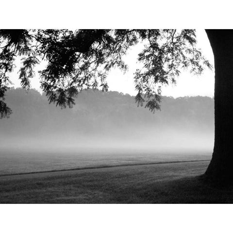 Fog in the Park I Black Modern Wood Framed Art Print with Double Matting by Bydlo, Gary