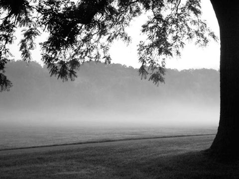 Fog in the Park I White Modern Wood Framed Art Print with Double Matting by Bydlo, Gary