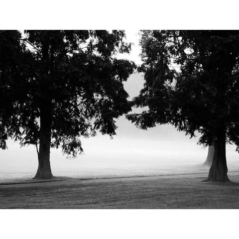 Fog in the Park II White Modern Wood Framed Art Print by Bydlo, Gary