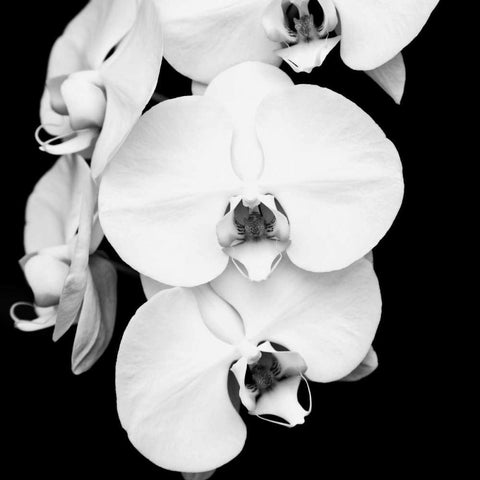 Orchid Portrait I Gold Ornate Wood Framed Art Print with Double Matting by Maihara, Jeff