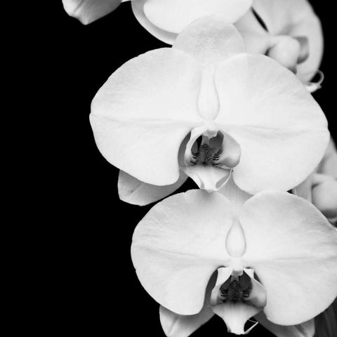 Orchid Portrait II White Modern Wood Framed Art Print by Maihara, Jeff