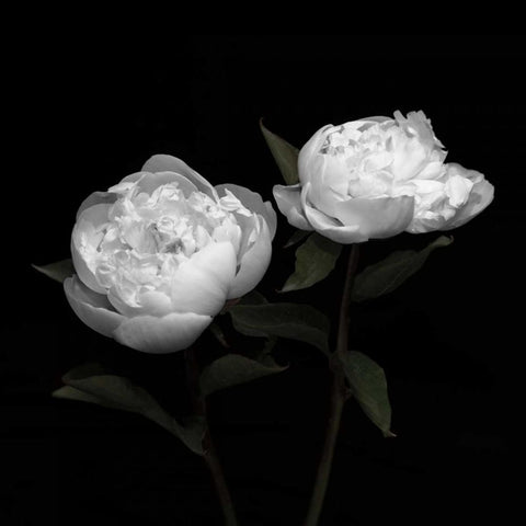 Peony Perfection I Black Modern Wood Framed Art Print by Maihara, Jeff