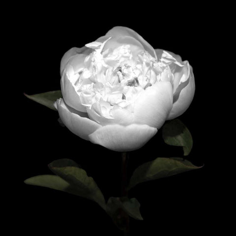 Peony Perfection II Black Modern Wood Framed Art Print by Maihara, Jeff