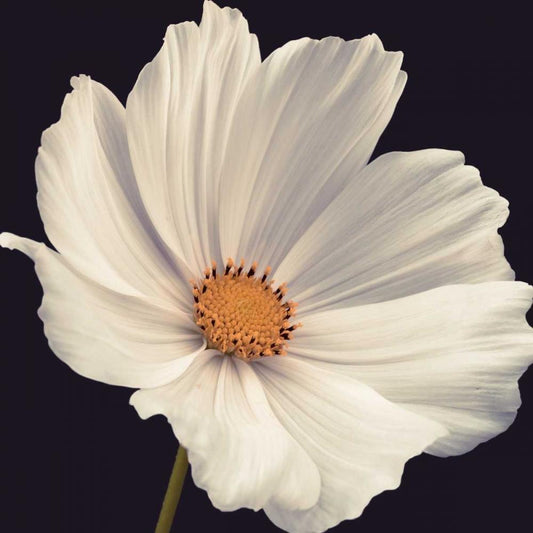 Image Only