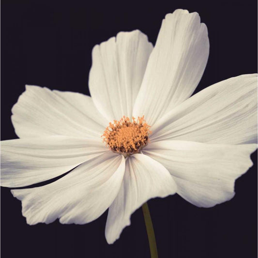 Image Only