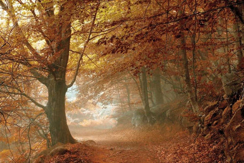 Autumn Dream White Modern Wood Framed Art Print with Double Matting by Vila , Toni