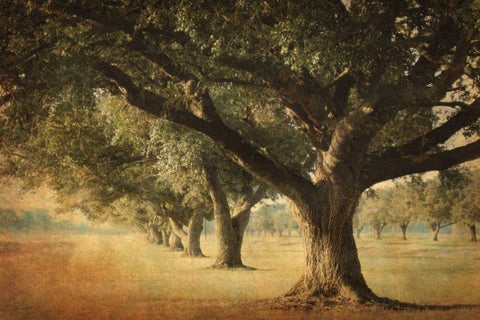 Island Oak Black Ornate Wood Framed Art Print with Double Matting by Guion, William