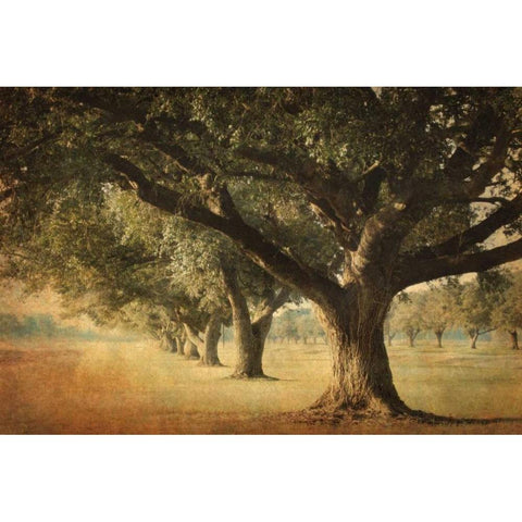 Island Oak White Modern Wood Framed Art Print by Guion, William