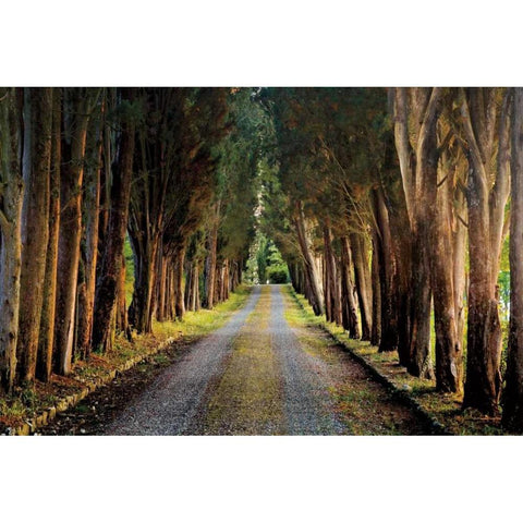 Tree Tunnel White Modern Wood Framed Art Print by Cahill, Michael