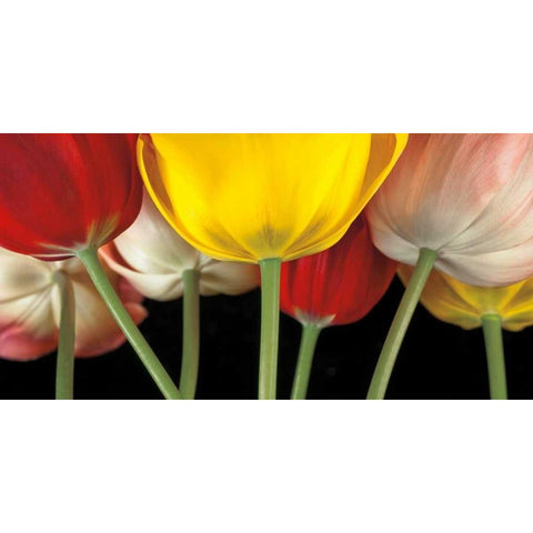 Sunshine Tulips Black Modern Wood Framed Art Print with Double Matting by Frank, Assaf