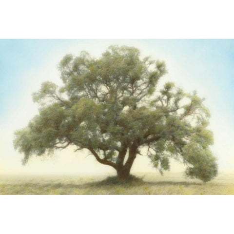 Oak and Blue Sky Black Modern Wood Framed Art Print by Guion, William