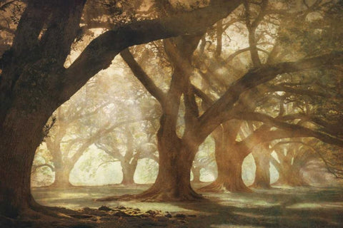 Oak Alley Morning Light Black Ornate Wood Framed Art Print with Double Matting by Guion, William
