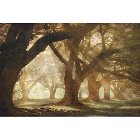 Oak Alley Morning Light Black Modern Wood Framed Art Print with Double Matting by Guion, William