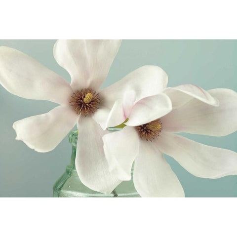 Magnolias White Modern Wood Framed Art Print by Frank, Assaf