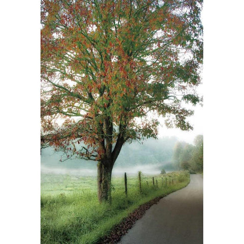 Almost Autumn White Modern Wood Framed Art Print by Burt, D.