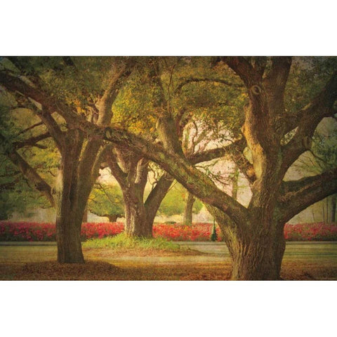Three Oaks and Azaleas Black Modern Wood Framed Art Print with Double Matting by Guion, William
