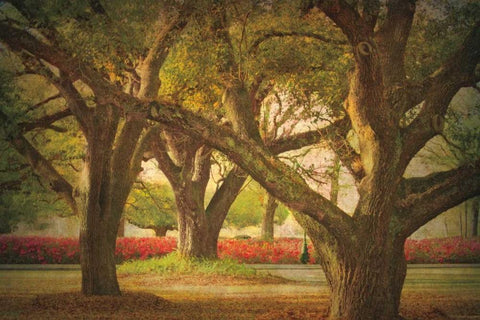 Three Oaks and Azaleas Black Ornate Wood Framed Art Print with Double Matting by Guion, William