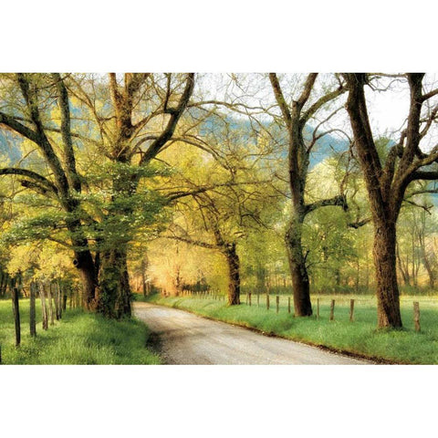 Warm Morning Light White Modern Wood Framed Art Print by Burt, D.