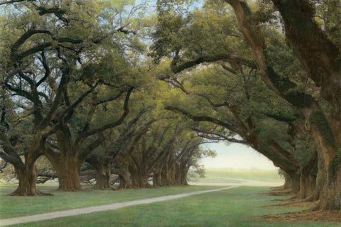 Alley of the Oaks Black Ornate Wood Framed Art Print with Double Matting by Guion, William