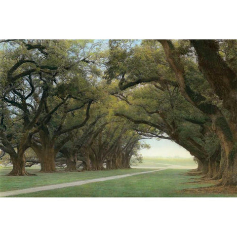 Alley of the Oaks White Modern Wood Framed Art Print by Guion, William