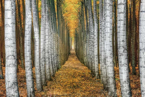 Tree Farm Black Ornate Wood Framed Art Print with Double Matting by Cahill, Michael