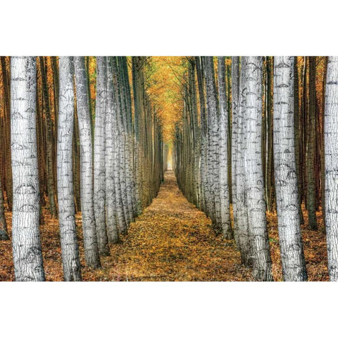 Tree Farm Black Modern Wood Framed Art Print with Double Matting by Cahill, Michael