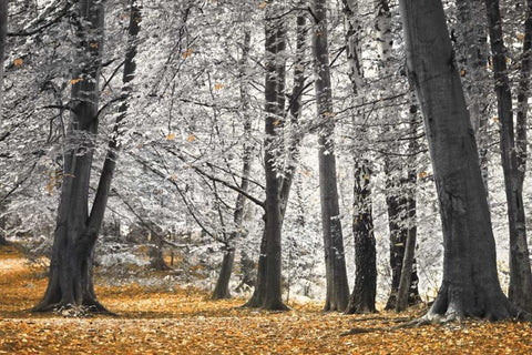 Autumn Tress and Leaves Black Ornate Wood Framed Art Print with Double Matting by Frank, Assaf