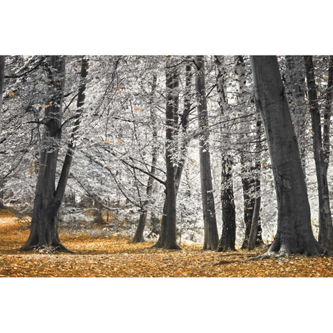 Autumn Tress and Leaves Gold Ornate Wood Framed Art Print with Double Matting by Frank, Assaf